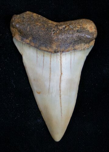 Fossil Mako (Isurus) Tooth - NC #10506